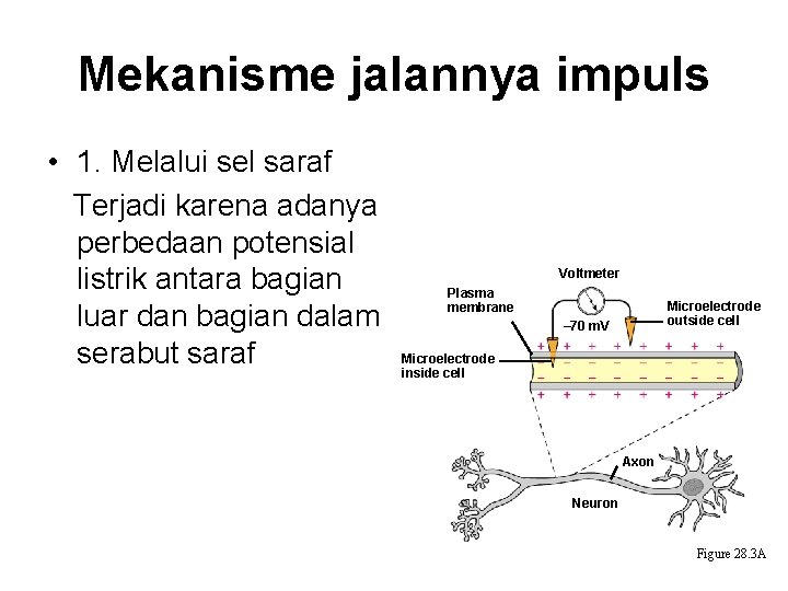 Mekanisme jalannya impuls • 1. Melalui sel saraf Terjadi karena adanya perbedaan potensial listrik