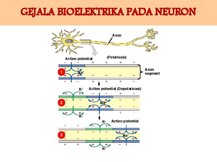 GEJALA BIOELEKTRIKA PADA NEURON Axon (Polarisasi) Action potential 1 Axon segment Na+ K+ 2