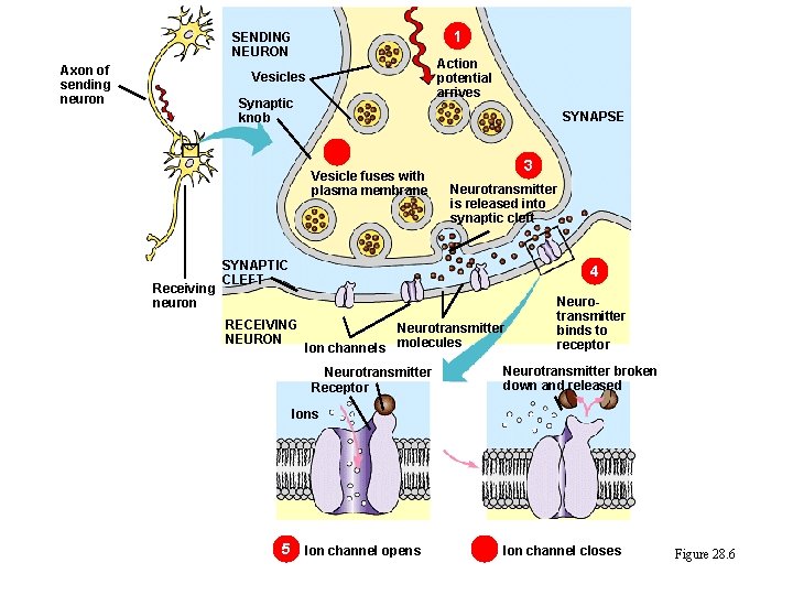 1 SENDING NEURON Axon of sending neuron Action potential arrives Vesicles Synaptic knob SYNAPSE