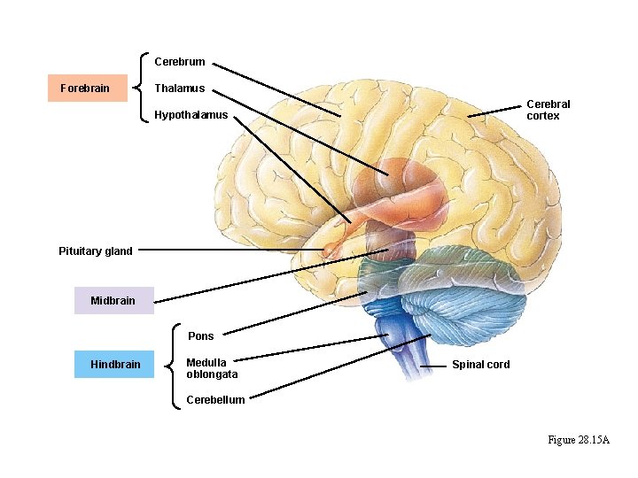 Cerebrum Forebrain Thalamus Cerebral cortex Hypothalamus Pituitary gland Midbrain Pons Hindbrain Medulla oblongata Spinal
