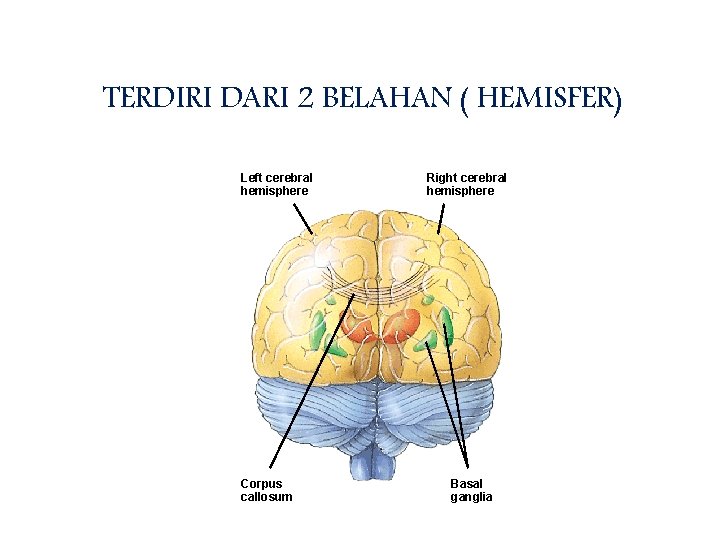 TERDIRI DARI 2 BELAHAN ( HEMISFER) Left cerebral hemisphere Corpus callosum Right cerebral hemisphere