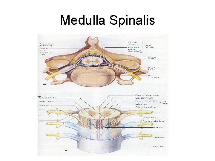 Medulla Spinalis 