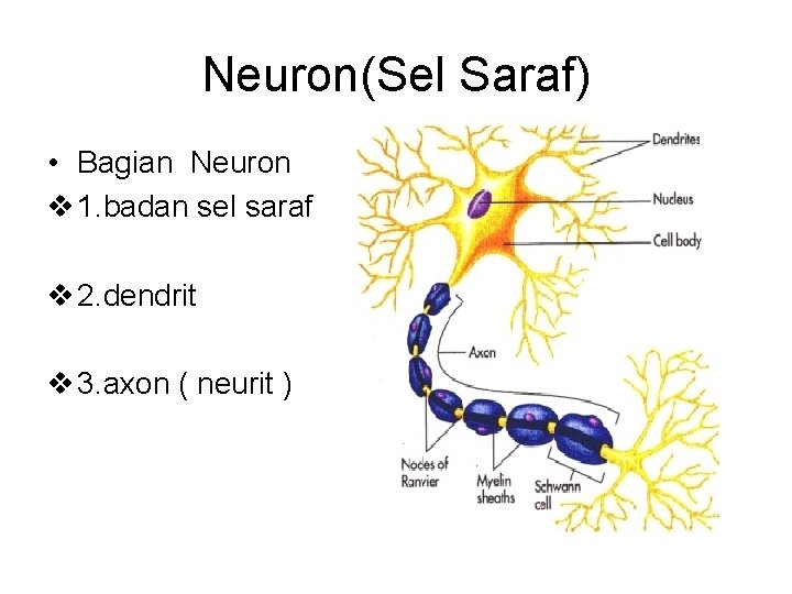 Neuron(Sel Saraf) • Bagian Neuron v 1. badan sel saraf v 2. dendrit v