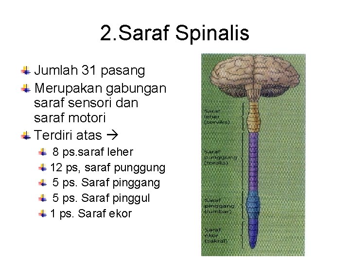 2. Saraf Spinalis Jumlah 31 pasang Merupakan gabungan saraf sensori dan saraf motori Terdiri