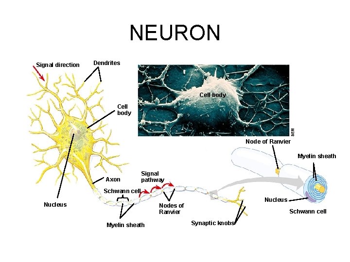 NEURON Signal direction Dendrites Cell body Node of Ranvier Myelin sheath Axon Signal pathway