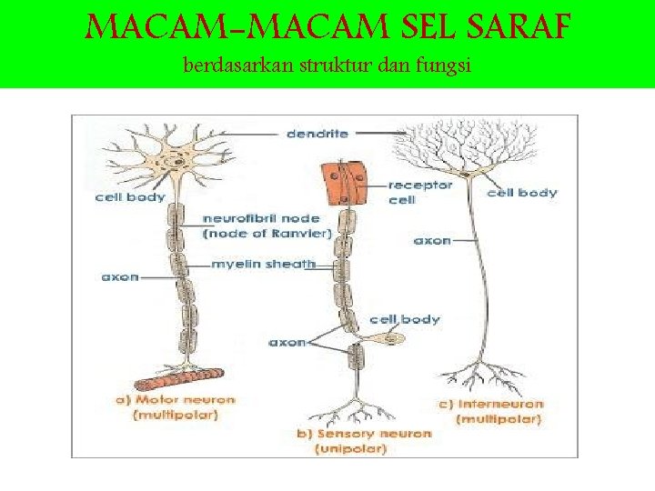 MACAM-MACAM SEL SARAF berdasarkan struktur dan fungsi 