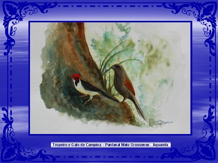 Tropeiro e Galo de Campina – Pantanal Mato Grossense - Aquarela Tropeiro e Galo de Campina – Pantanal Mato Grossense - Aquarela