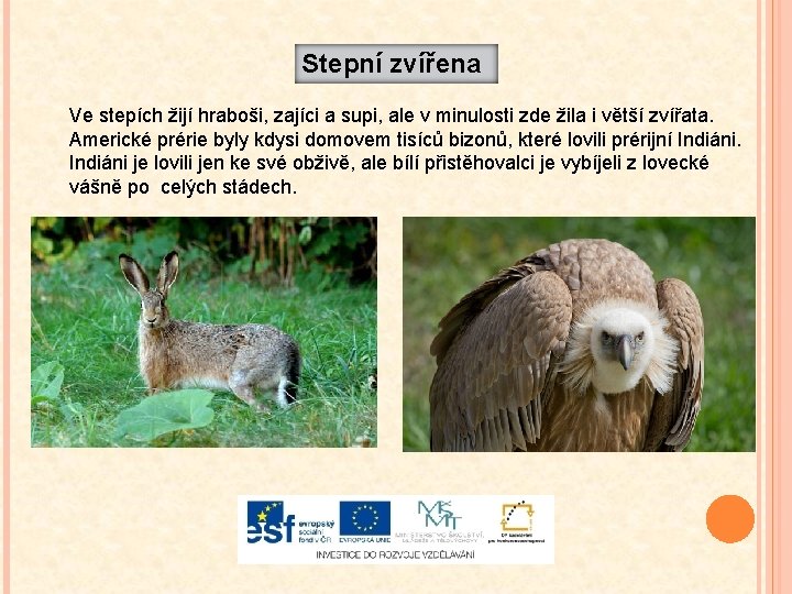 Stepní zvířena Ve stepích žijí hraboši, zajíci a supi, ale v minulosti zde žila