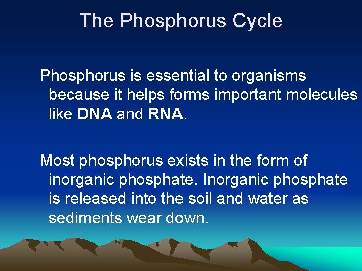 The Phosphorus Cycle Phosphorus is essential to organisms because it helps forms important molecules