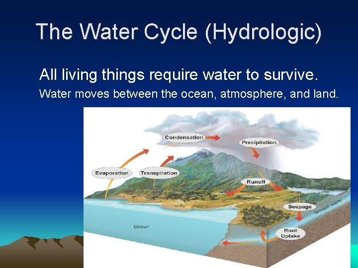 The Water Cycle (Hydrologic) All living things require water to survive. Water moves between