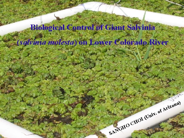 Biological Control of Giant Salvinia (salvinia molesta) on Lower Colorado River r ) a