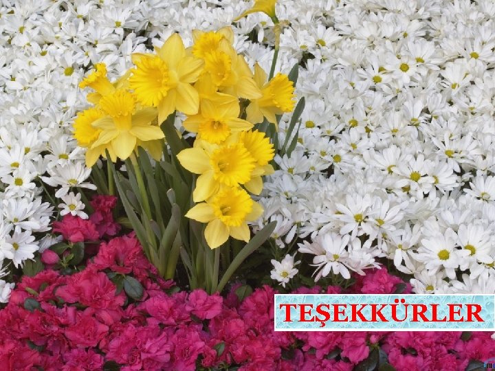 TEŞEKKÜRLER TEŞEKKÜRLER