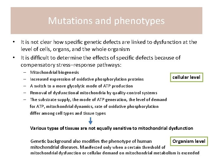 Mutations and phenotypes • It is not clear how specific genetic defects are linked