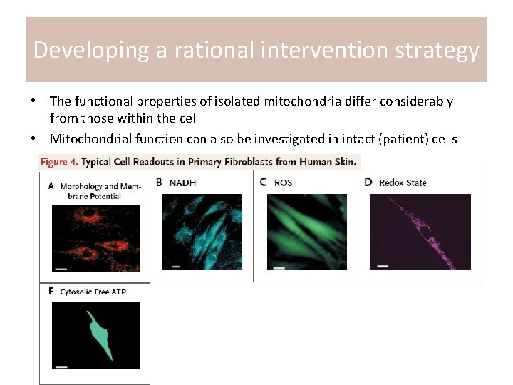 Developing a rational intervention strategy • The functional properties of isolated mitochondria differ considerably