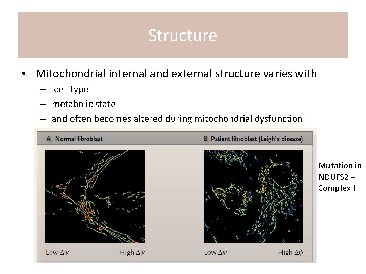 Structure • Mitochondrial internal and external structure varies with – cell type – metabolic