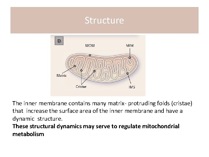 Structure The inner membrane contains many matrix- protruding folds (cristae) that increase the surface