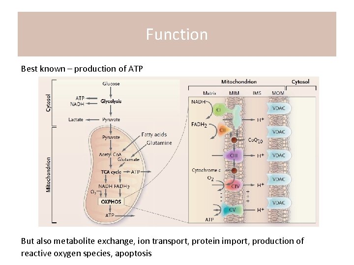 Function Best known – production of ATP But also metabolite exchange, ion transport, protein