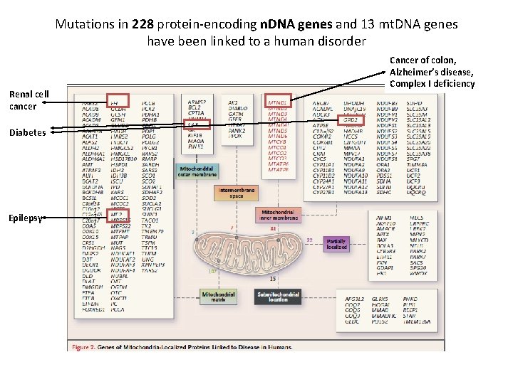 Mutations in 228 protein-encoding n. DNA genes and 13 mt. DNA genes have been