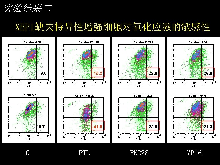 实验结果二 XBP 1缺失特异性增强细胞对氧化应激的敏感性 Random-C. 001 Random-PTL-20 9. 0 101 102 FL 1 -H 103