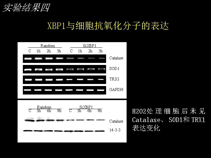 实验结果四 XBP 1与细胞抗氧化分子的表达 C Random 1 h 2 h 3 h C Si. XBP