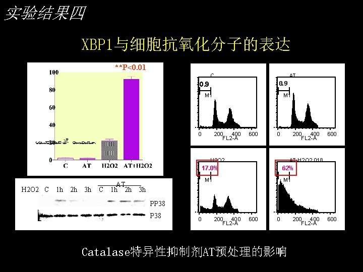 实验结果四 XBP 1与细胞抗氧化分子的表达 **P<0. 01 C AT 0. 9 M 1 0 M 1