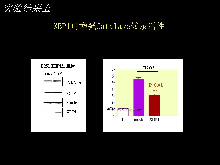 实验结果五 XBP 1可增强Catalase转录活性 U 251 XBP 1过表达 H 2 O 2 mock XBP 1