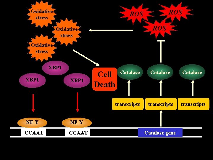 Oxidative stress ROS ROS Oxidative stress XBP 1 Cell Death Catalase transcripts NF-Y CCAAT