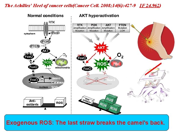 The Achilles’ Heel of cancer cells(Cancer Cell. 2008; 14(6): 427 -9 IF 24. 962)