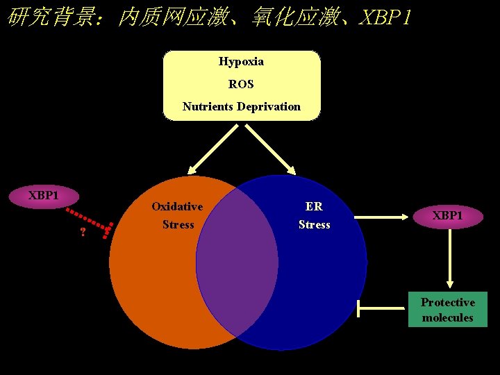 研究背景：内质网应激、氧化应激、XBP 1 Hypoxia ROS Nutrients Deprivation XBP 1 ? Oxidative Stress ER Stress XBP