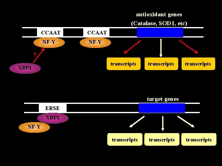 antioxidant genes (Catalase, SOD 1, etc) CCAAT NF-Y ? transcripts XBP 1 transcripts target