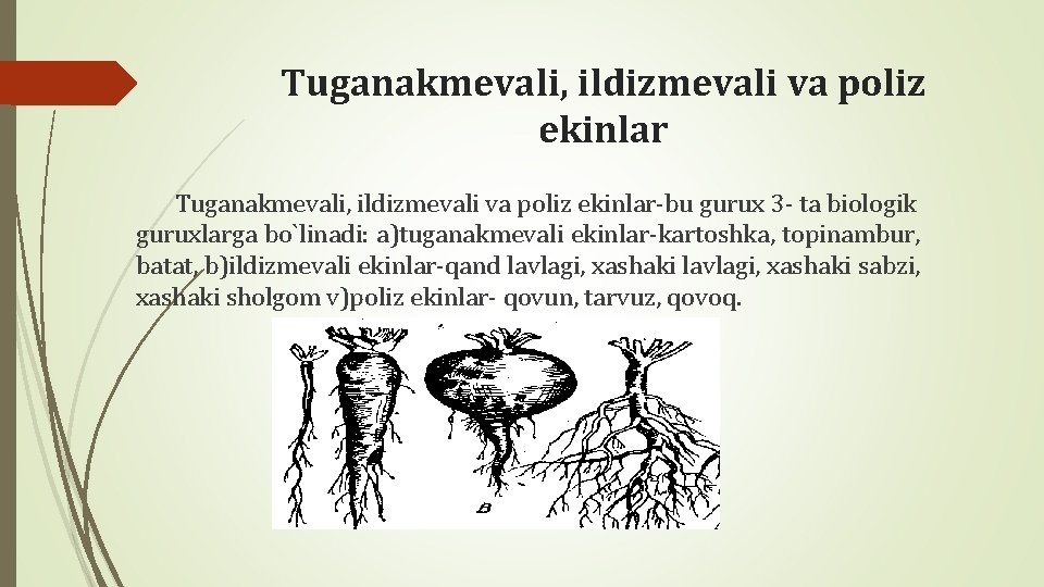 Tuganakmеvali, ildizmеvali va poliz ekinlar-bu gurux 3 - ta biologik guruxlarga bo`linadi: a)tuganakmеvali ekinlar-kartoshka,