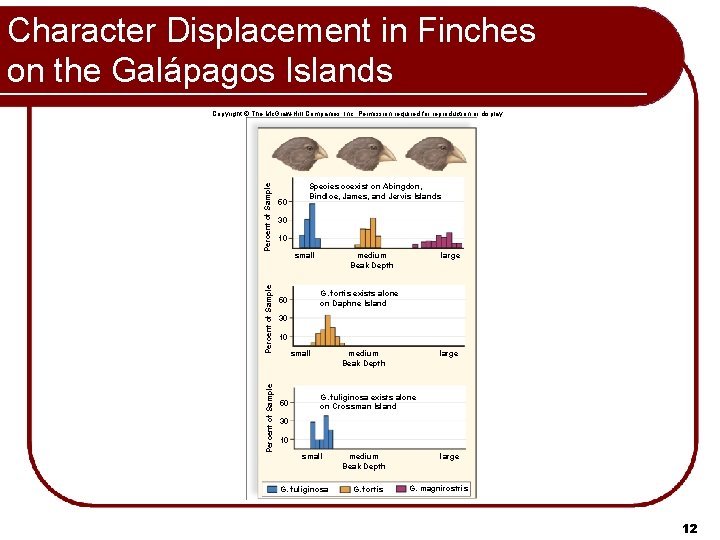 Character Displacement in Finches on the Galápagos Islands Percent of Sample Copyright © The