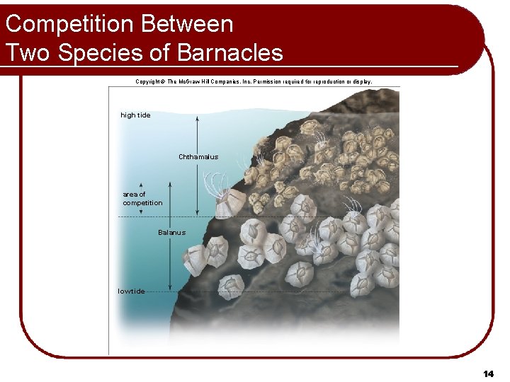 Competition Between Two Species of Barnacles Copyright © The Mc. Graw-Hill Companies, Inc. Permission