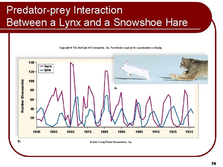 Predator-prey Interaction Between a Lynx and a Snowshoe Hare Copyright © The Mc. Graw-Hill