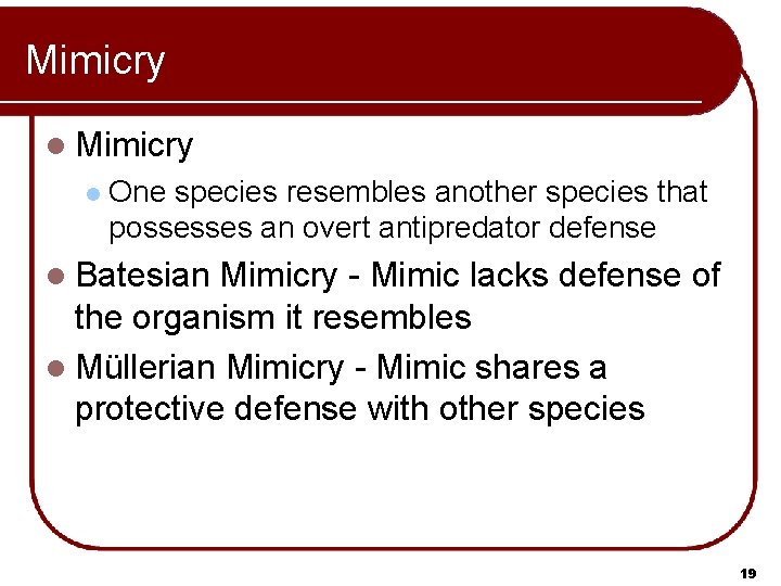 Mimicry l One species resembles another species that possesses an overt antipredator defense l