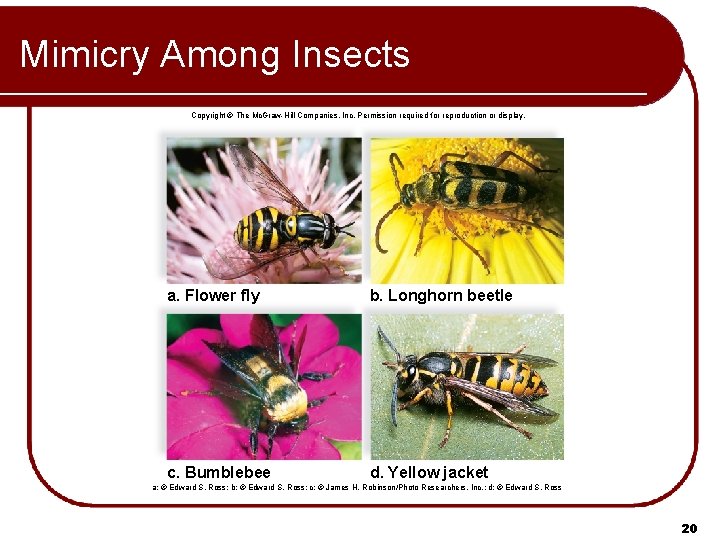 Mimicry Among Insects Copyright © The Mc. Graw-Hill Companies, Inc. Permission required for reproduction