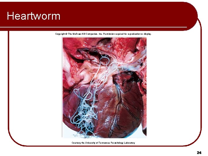 Heartworm Copyright © The Mc. Graw-Hill Companies, Inc. Permission required for reproduction or display.