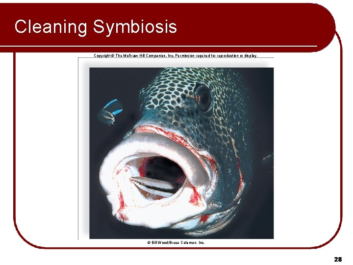 Cleaning Symbiosis Copyright © The Mc. Graw-Hill Companies, Inc. Permission required for reproduction or