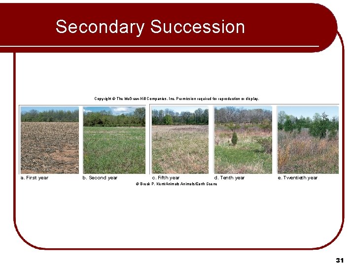 Secondary Succession Copyright © The Mc. Graw-Hill Companies, Inc. Permission required for reproduction or