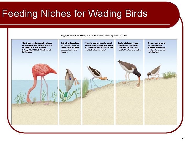 Feeding Niches for Wading Birds Copyright © The Mc. Graw-Hill Companies, Inc. Permission required