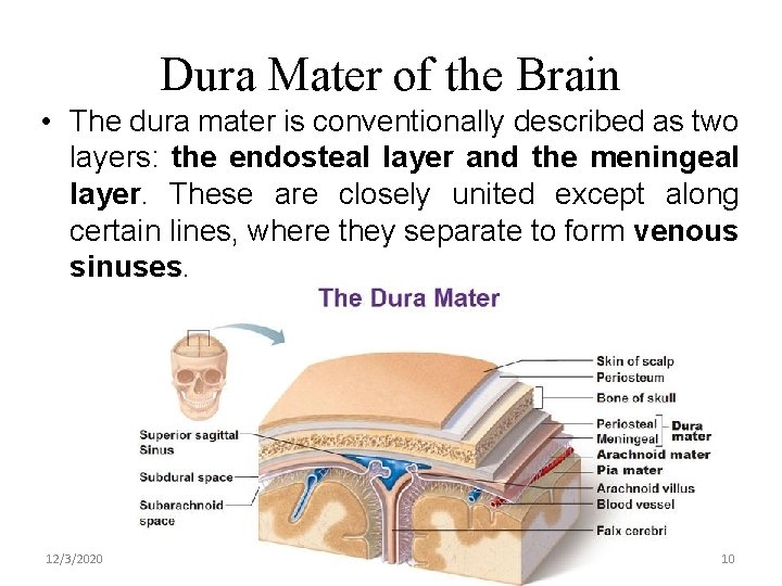 Dura Mater of the Brain • The dura mater is conventionally described as two