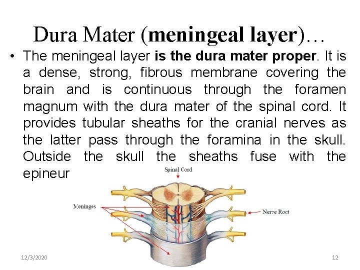 Dura Mater (meningeal layer)… • The meningeal layer is the dura mater proper. It