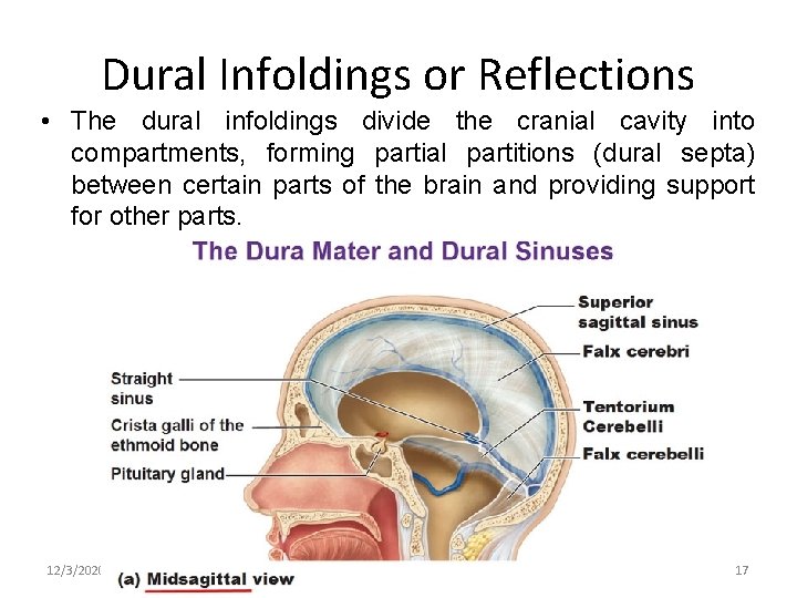 Dural Infoldings or Reflections • The dural infoldings divide the cranial cavity into compartments,