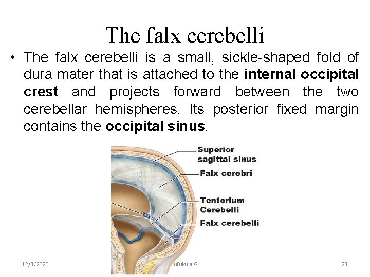 The falx cerebelli • The falx cerebelli is a small, sickle-shaped fold of dura