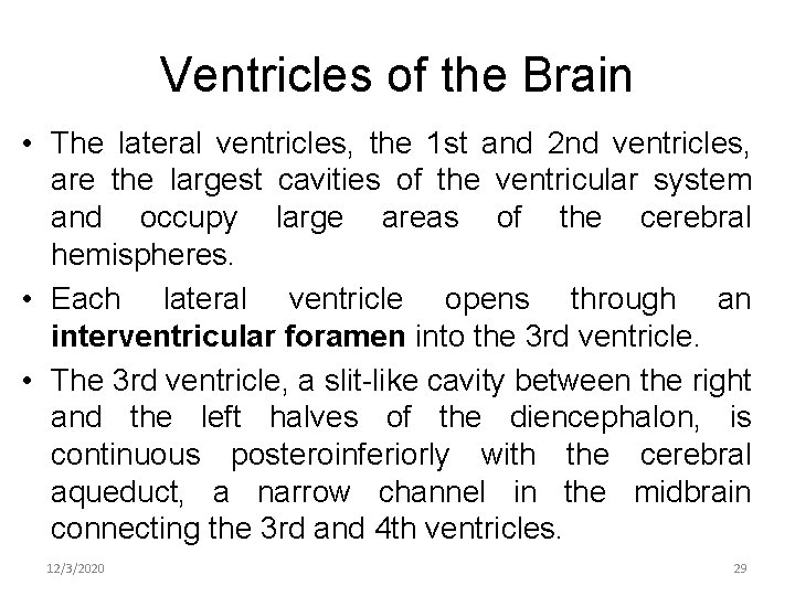 Ventricles of the Brain • The lateral ventricles, the 1 st and 2 nd