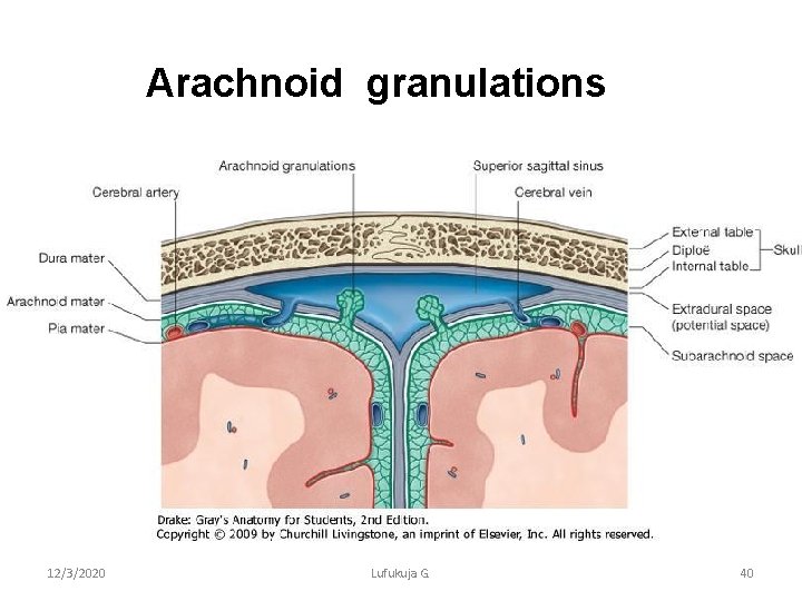 Arachnoid granulations 12/3/2020 Lufukuja G. 40 