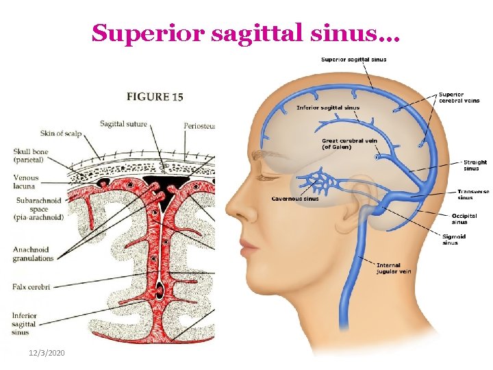 Superior sagittal sinus… 12/3/2020 Lufukuja G. 46 