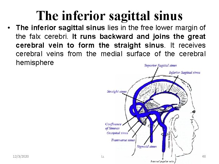 The inferior sagittal sinus • The inferior sagittal sinus lies in the free lower