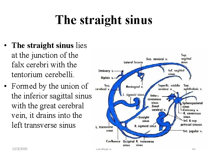 The straight sinus • The straight sinus lies at the junction of the falx