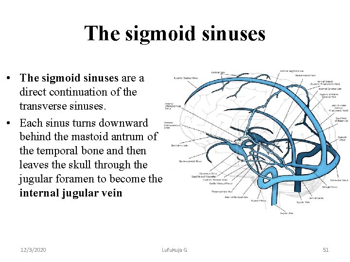 The sigmoid sinuses • The sigmoid sinuses are a direct continuation of the transverse